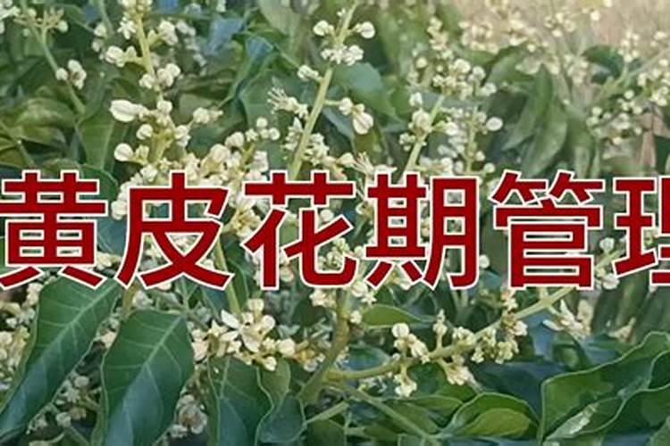 黄皮树怎样促花保果