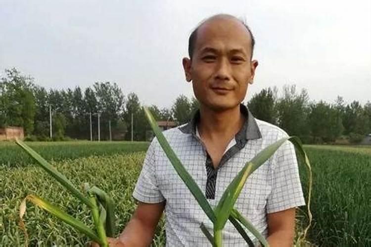 一帆风顺浇什么水好