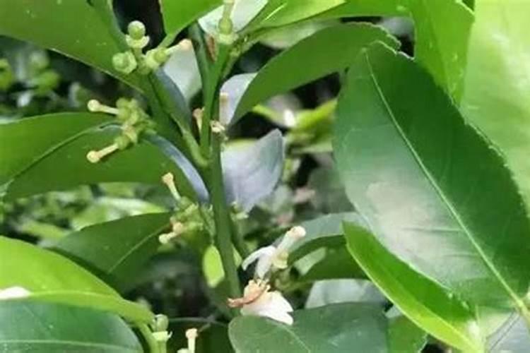 柑橘开花的时候该选择什么样的肥料来用
