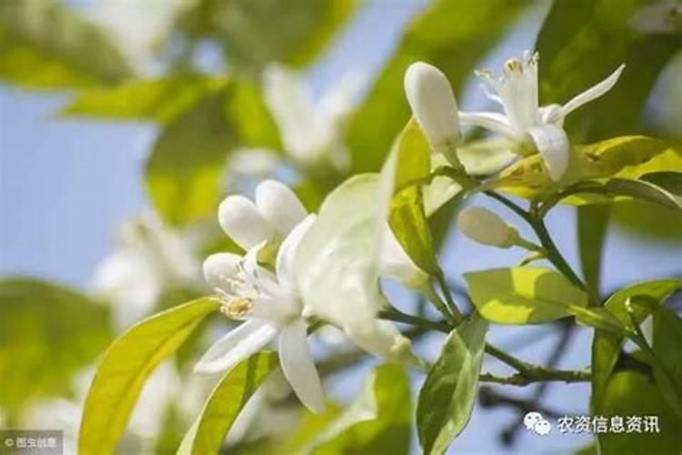 春季柑橘琳树发芽前可以喷施硼肥吗？