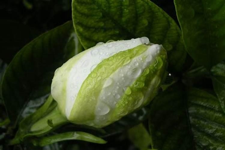 叶面肥有哪些优点？ 简述稻田除草专用五氯酚钠
