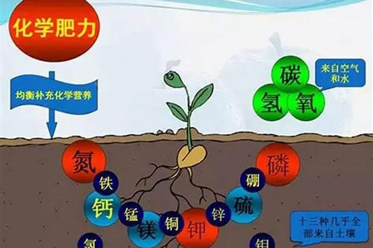 白菜移栽后如何快速缓苗