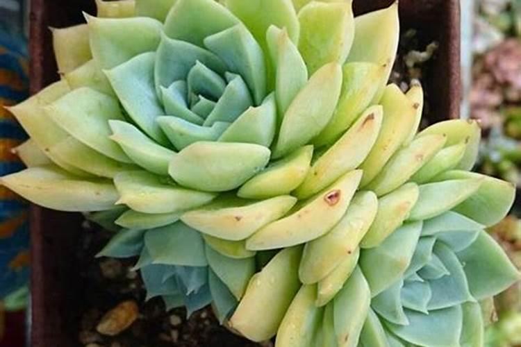 叶面喷施红糖促进植物生长发育的原因？为什么能做到？作用机理？