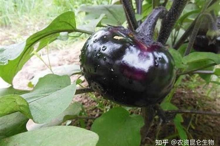茄子苗用什么肥料最好