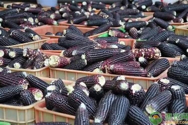 甜玉米黑点,枯叶是那样病,打哪些药好点