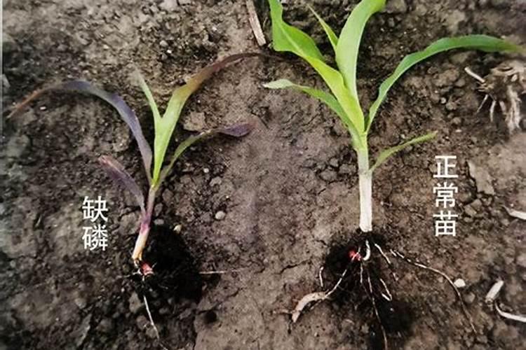 玉米缺磷时叶片会有哪些表现？应该如何补救？
