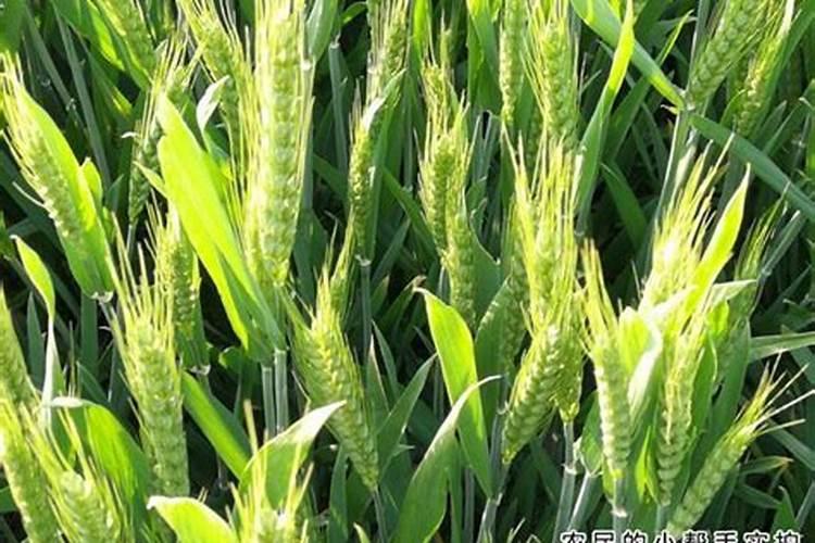 种白菜用什么肥料最好