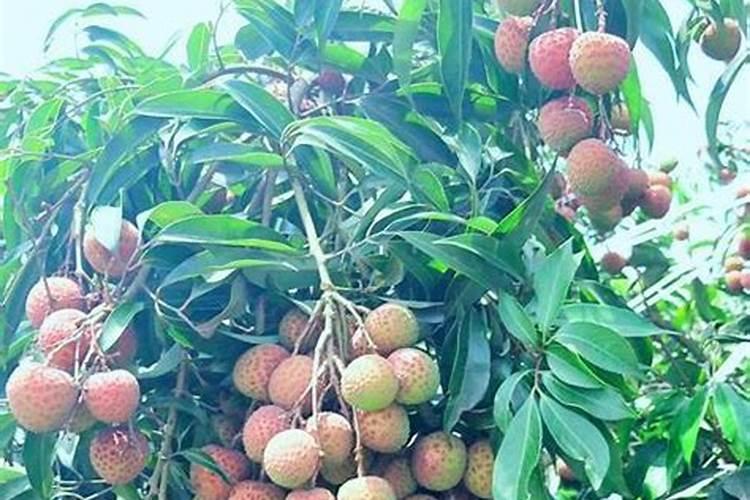 荔枝施什么肥料最好