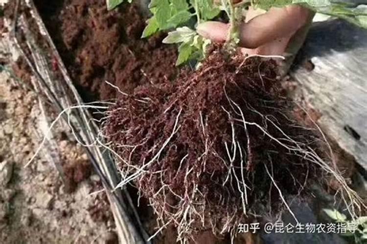 黄腐酸钾一亩地用多少