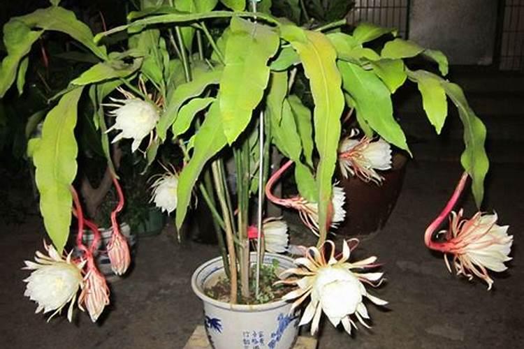 昙花结花苞了要施肥吗
