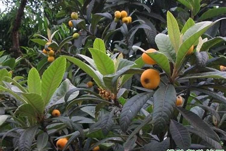 有哪些措施能提高大蒜的含硒量？你知道吗？