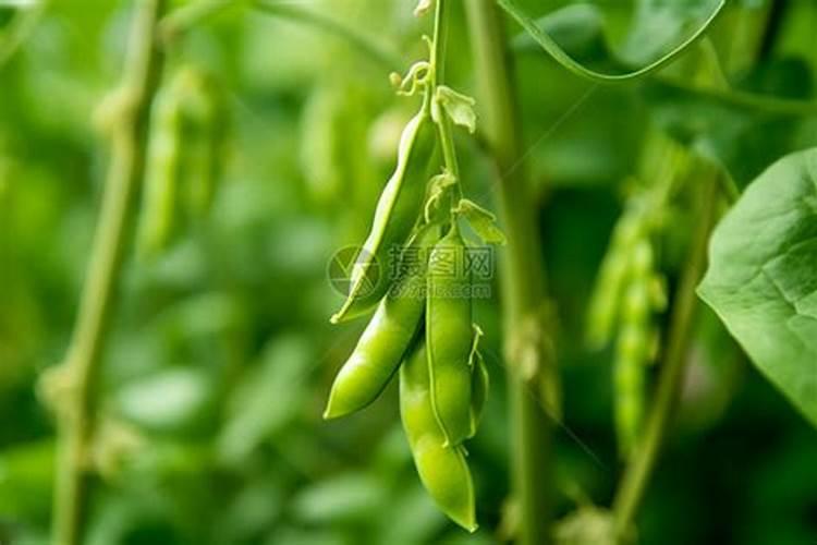 豆角结荚期怎样施肥 注意事项有哪些
