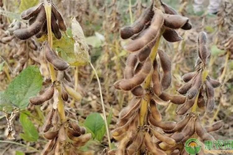 大豆结荚时期打叶面肥大豆会正青吧