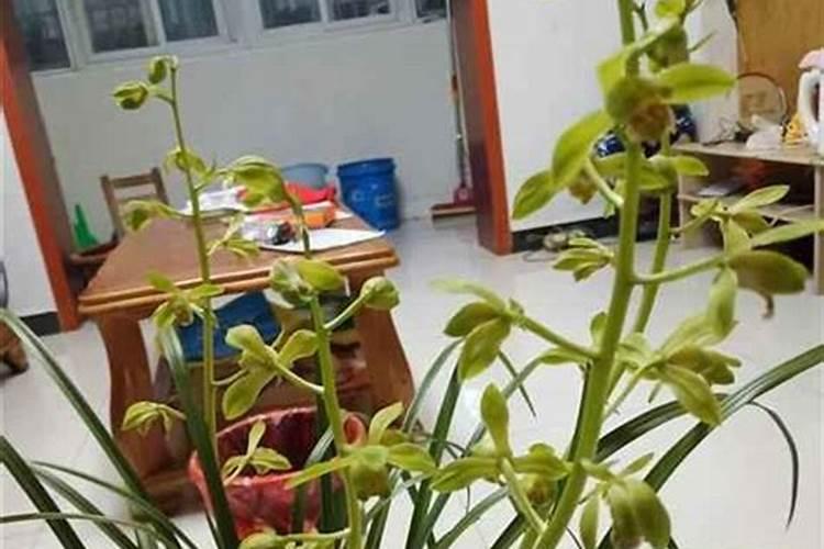 蔬菜为什么要施用钾肥