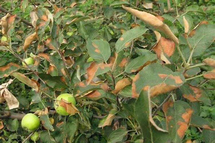 土壤硝态氮含量正常范围值是多少？