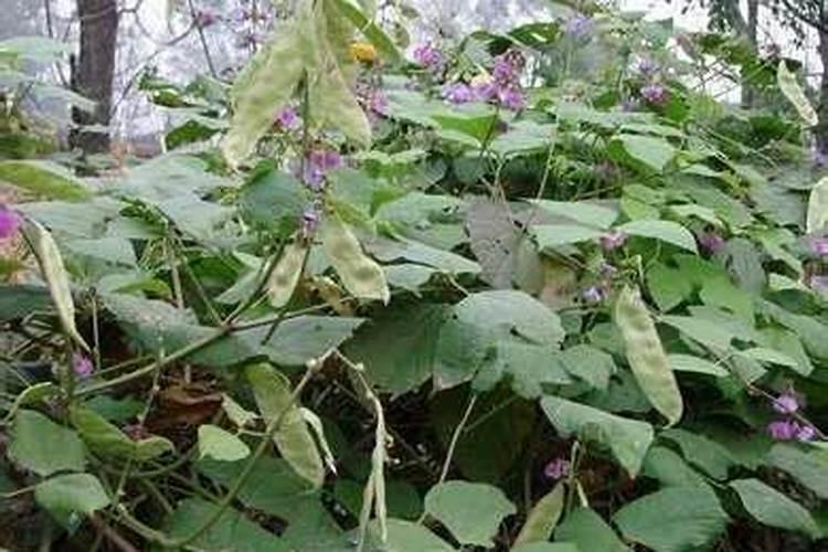 扁豆落花怎么办？