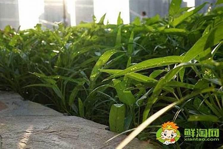 空心菜黄叶用什么肥和药