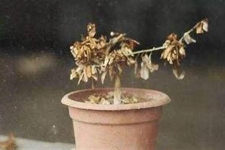 满天星施肥后就枯萎了