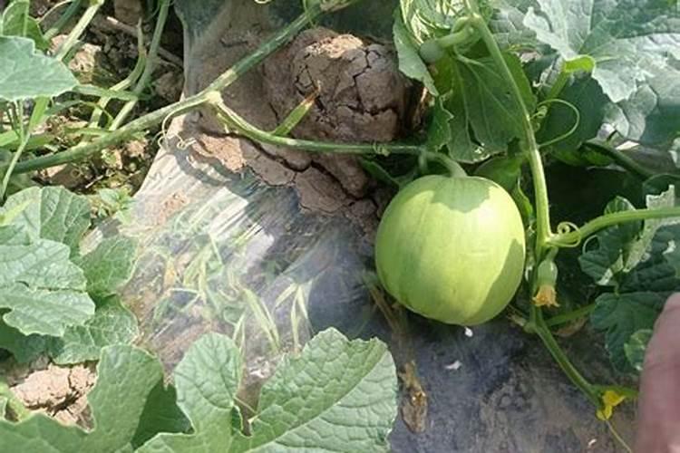 甜瓜膨大期用什么肥好