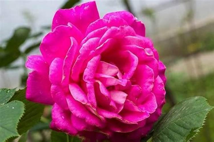 养月季花施肥,喷叶和灌根,哪个效果最佳？