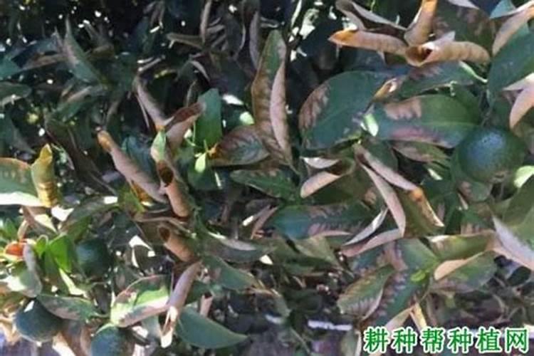 怎样给小柑橘果树施用尿素效果最佳