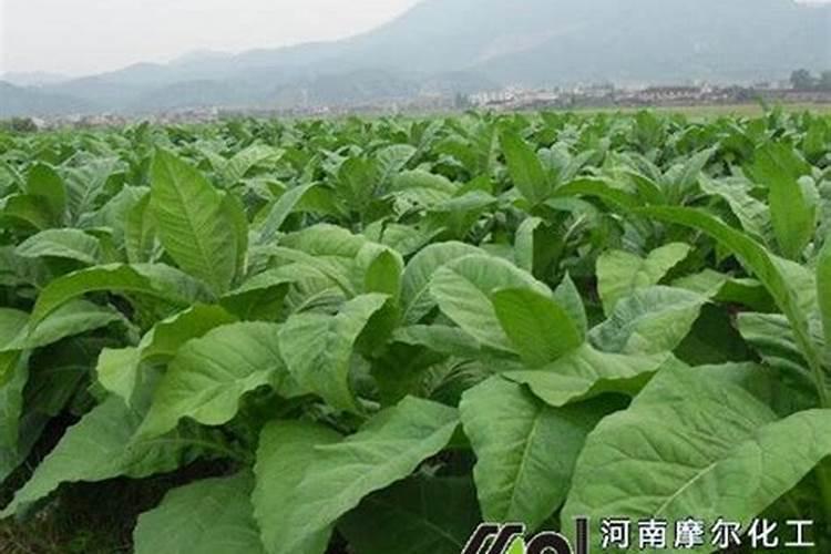 复合肥高氯和低氯的区别