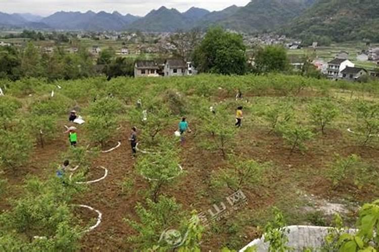 果树春肥什么时候施最好 春天果树施肥时间方法