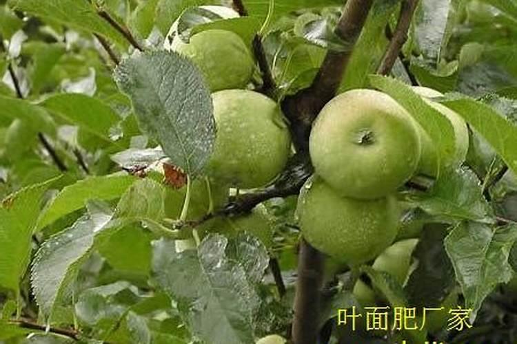 芒果花期可以喷施高磷高钾吗？