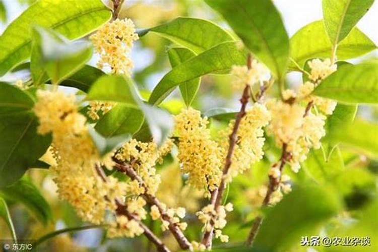 盆栽桂花施什么肥最好