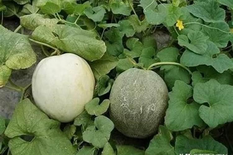 种植葡萄用什么肥最好