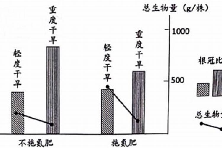 水培发财树生根以后怎样上盆？