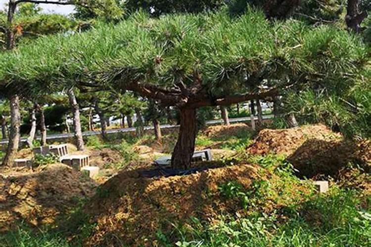 山药需肥规律以及施肥方案,附山药的种植方法