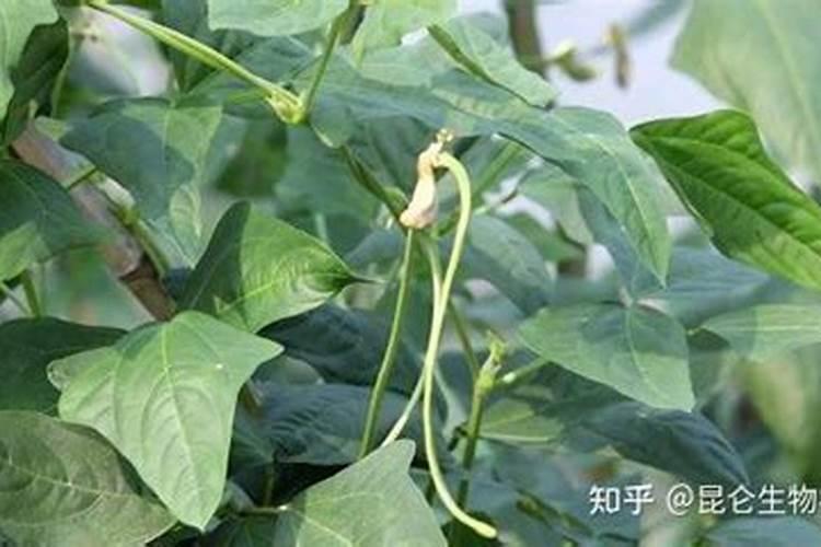 七月底柚子树施叶面肥迟吗？