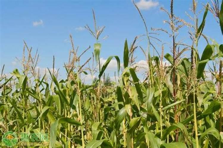 玉米一次性施肥氮磷钾怎么配合