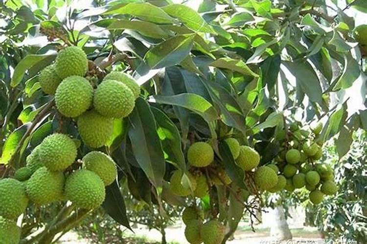 榆树生桩怎么种植方法