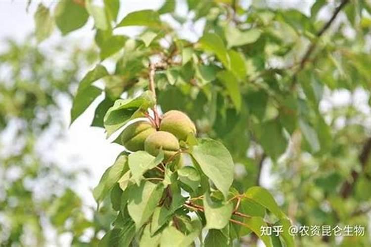 亚磷酸钾控旺什么时候打效果最好？