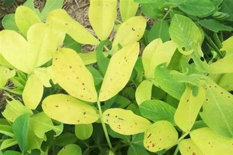 芸苔素和多菌灵能混用吗？
