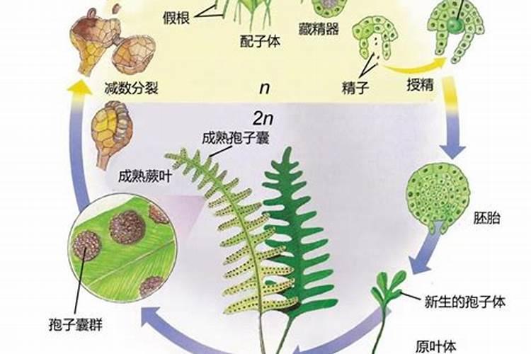 刚栽的葱要不要浇水