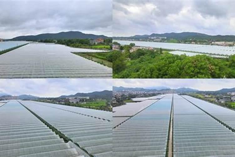阳光玫瑰葡萄种植方法