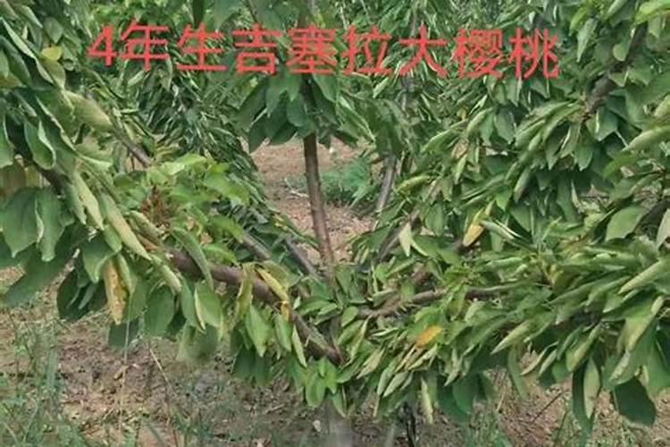 ...适合哪些花卉使用 磷酸二氢钾间隔多长时间用一次