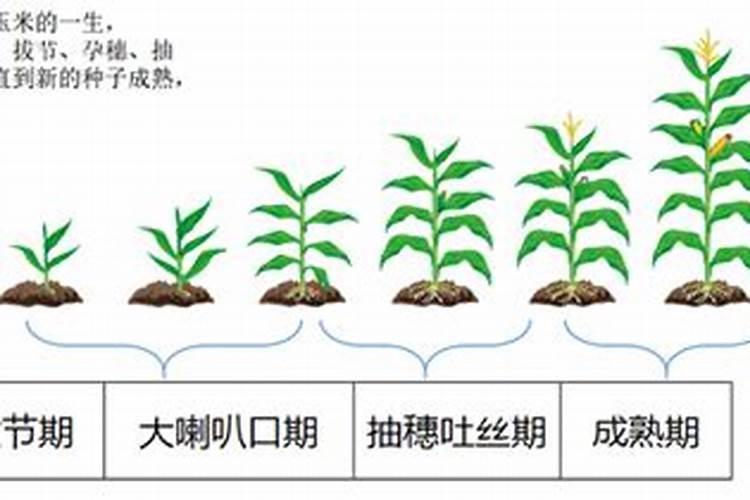玉米栽培技术