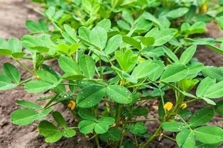 杨梅树甚么时候施肥最好