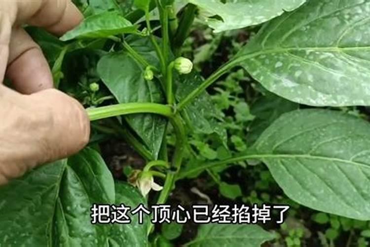辣椒怎么打杈？什么时间打杈？