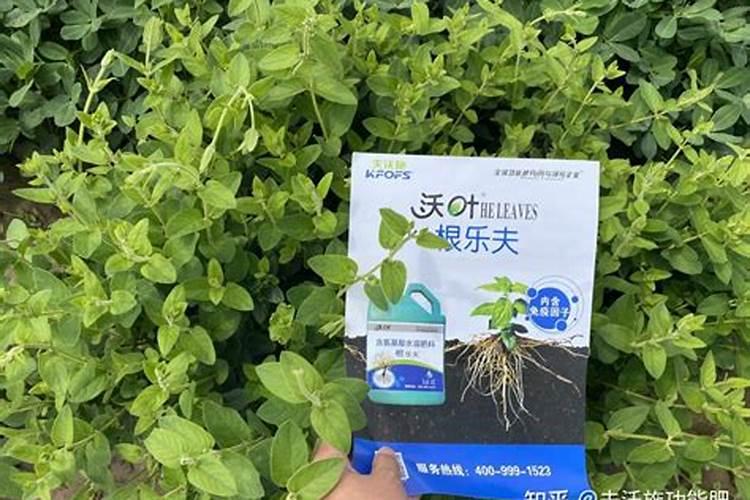 二铵最好的三个品牌