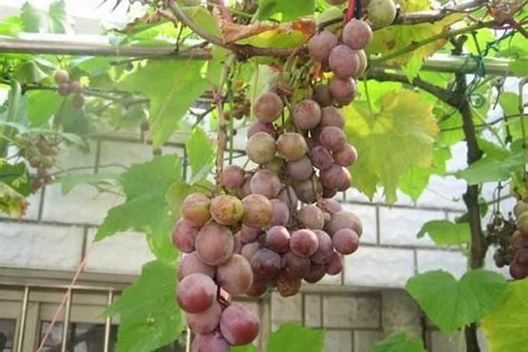 打完叶面肥多久可以打除草剂