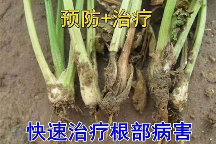 小麦叶面肥喷施要点 小麦怎么施肥