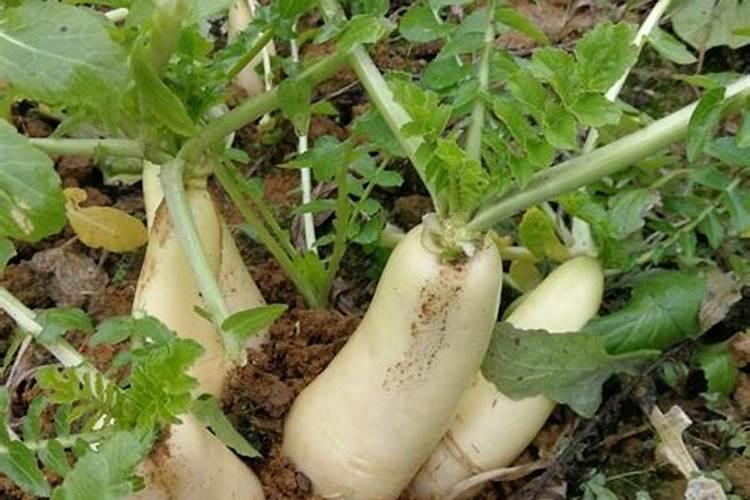 胡萝卜怎么种植长得好？