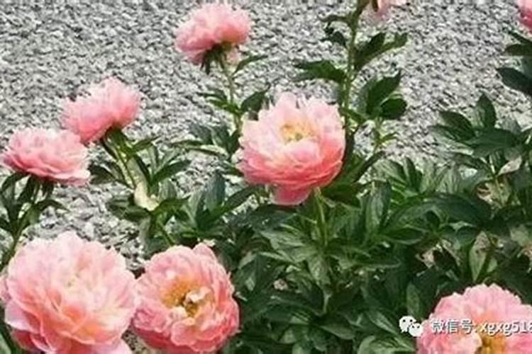 黄皮树能用乙稀利控梢吗？