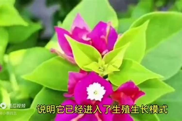 芝麻高产施肥法有很多,芝麻高产施肥法的方法有哪些？
