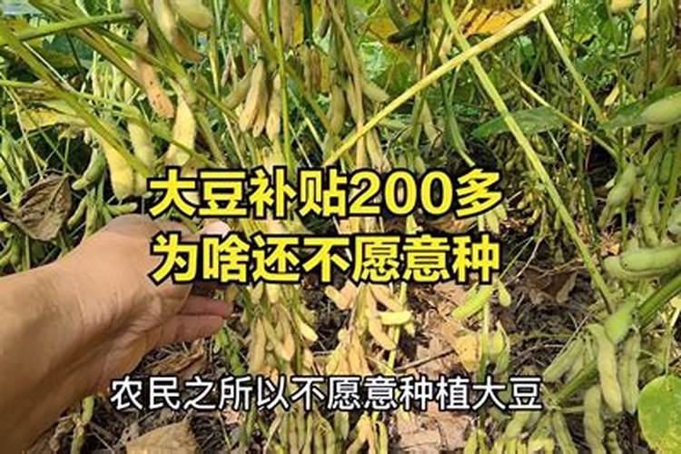 种植大豆需要用什么肥？